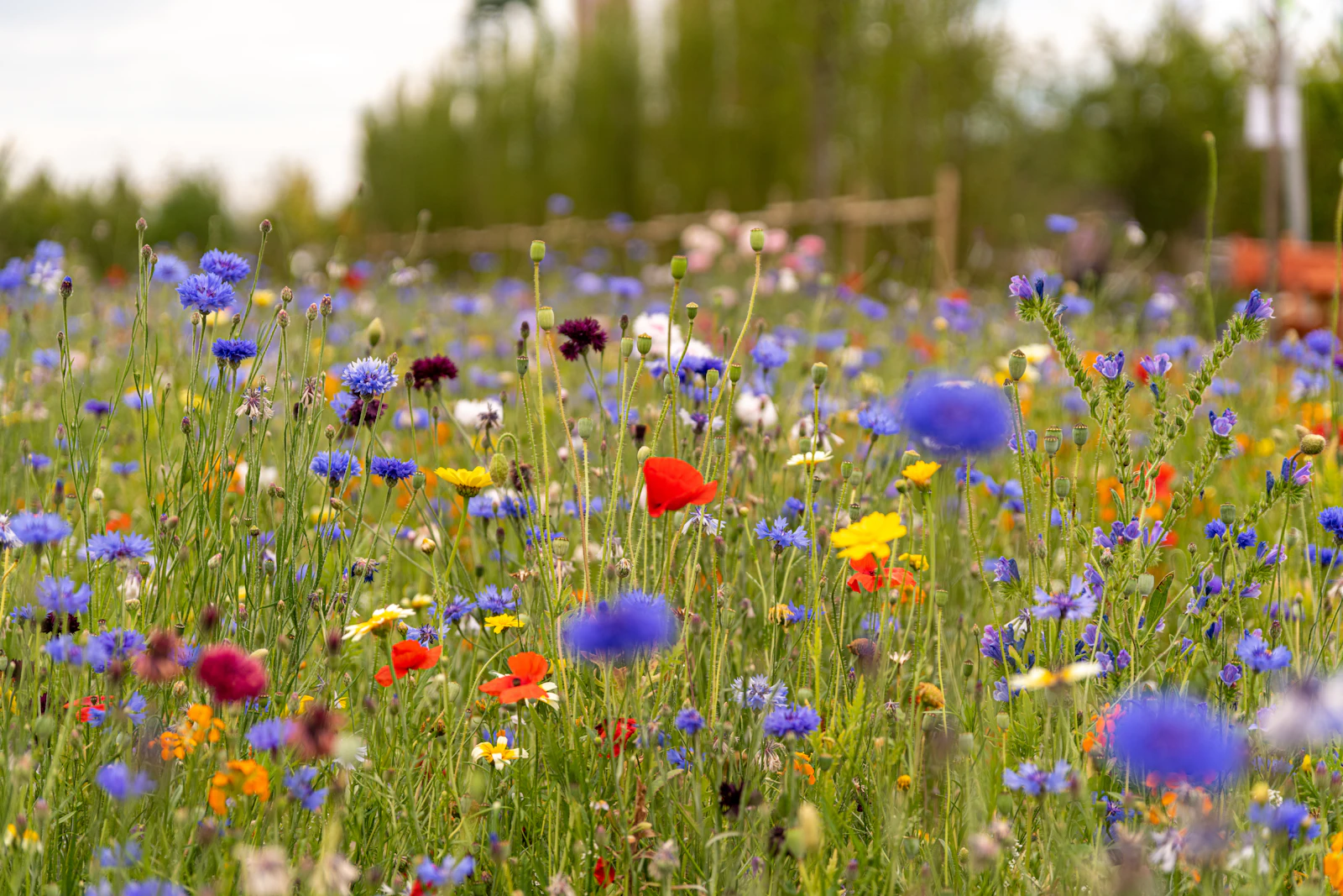A meadow of red and blue wildflowers in summer